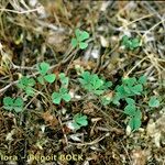 Marsilea strigosa عادت داشتن