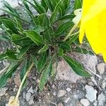 Oenothera macrocarpa Folha