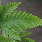 Pteris fauriei Leht