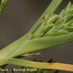 Sclerochloa dura अन्य