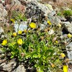 Hieracium amplexicaule Habitus