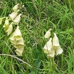 Digitalis grandifloraBlodyn