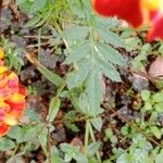 Tagetes erecta ᱥᱟᱠᱟᱢ