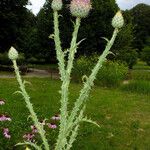 Cynara cardunculus Flower