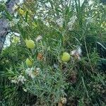 Gomphocarpus physocarpus Květ