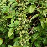 Epipactis helleborine ফল