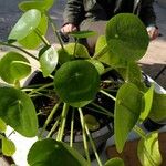 Pilea peperomioidesبرگ