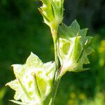 Onobrychis aequidentata 果実