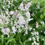 Silene vulgarisBlomma