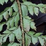 Polystichum aculeatum Ekosanga