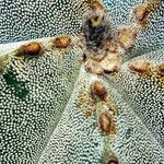 Astrophytum myriostigma Blomma