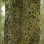 Isertia spiciformis Bark