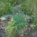 Bupleurum stellatum Leaf