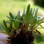 Saxifraga moschata Blad