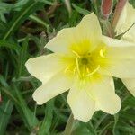 Oenothera strictaЦветок