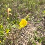 Oenothera × fallaxKukka