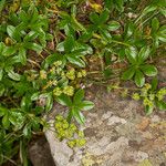 Alchemilla saxatilis Λουλούδι