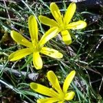 Gagea bohemica Fula