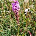 Gymnadenia conopseaFlower