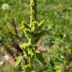 Amaranthus retroflexusFlower