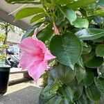 Mandevilla laxaFlower