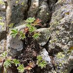 Potentilla nivalis Levél