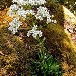 Saxifraga hostii Flower