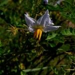 Solanum sisymbriifolium Floare