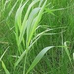 Elymus pungens Blatt