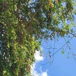 Cebatha pendula Хабит