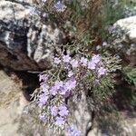 Limonium cordatum Λουλούδι