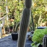 Cleistocactus variispinus Celota