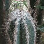 Pilosocereus leucocephalus Leaf