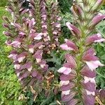 Acanthus spinosusFlor