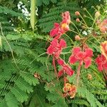 Caesalpinia pulcherrimaफूल