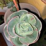 Echeveria gigantea Folio