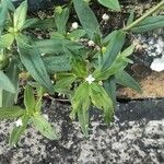 Oldenlandia corymbosa Květ