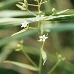 Thesium linophyllon Flor