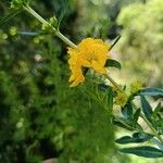 Heimia salicifolia Flower