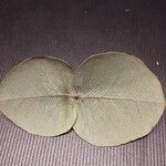 Eucalyptus pulverulenta Folha