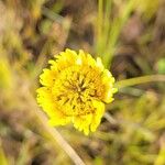 Helenium pinnatifidum Flower