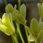 Pelargonium klinghardtense