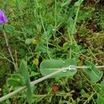 Moricandia arvensis Leaf