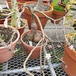 Pachypodium succulentum Habit