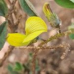 Crotalaria chrysochlora Flower