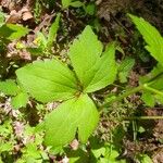 Ranunculus recurvatus Leaf