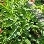 Asclepias incarnata Leaf