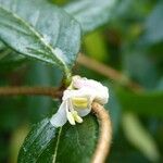 Lonicera fragrantissima Flor