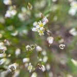 Draba vernaFlors