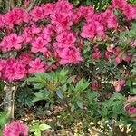 Rhododendron simsiiBlomst